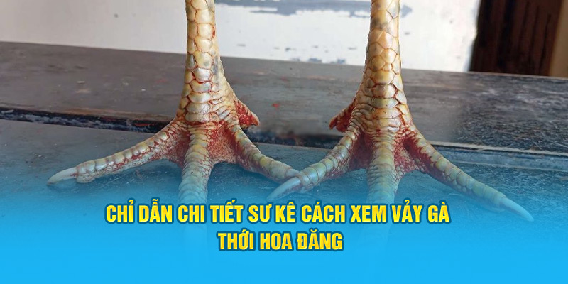 Chỉ dẫn chi tiết sư kê cách xem vảy gà thới hoa đăng